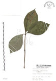 中文名:臺灣及己(S007118)學名:Chloranthus oldhami Solms.(S007118)