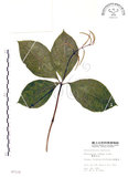 中文名:臺灣及己(S007119)學名:Chloranthus oldhami Solms.(S007119)