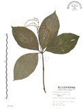 中文名:臺灣及己(S007128)學名:Chloranthus oldhami Solms.(S007128)