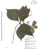中文名:臺灣及己(S012754)學名:Chloranthus oldhami Solms.(S012754)