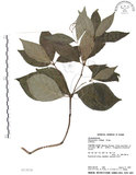 中文名:臺灣及己(S013034)學名:Chloranthus oldhami Solms.(S013034)