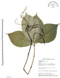 中文名:臺灣及己(S014970)學名:Chloranthus oldhami Solms.(S014970)