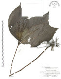 中文名:臺灣及己(S020453)學名:Chloranthus oldhami Solms.(S020453)