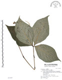 中文名:臺灣及己(S031997)學名:Chloranthus oldhami Solms.(S031997)