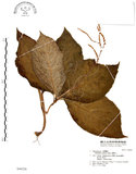 中文名:臺灣及己(S046226)學名:Chloranthus oldhami Solms.(S046226)