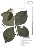 中文名:臺灣及己(S062879)學名:Chloranthus oldhami Solms.(S062879)