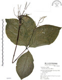 中文名:臺灣及己(S064945)學名:Chloranthus oldhami Solms.(S064945)