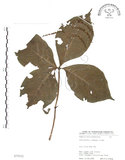 中文名:臺灣及己(S075512)學名:Chloranthus oldhami Solms.(S075512)