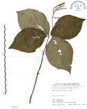 中文名:臺灣及己(S075513)學名:Chloranthus oldhami Solms.(S075513)