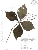 中文名:臺灣及己(S075514)學名:Chloranthus oldhami Solms.(S075514)