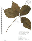 中文名:臺灣及己(S075701)學名:Chloranthus oldhami Solms.(S075701)