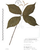 中文名:臺灣及己(S075702)學名:Chloranthus oldhami Solms.(S075702)