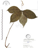 中文名:臺灣及己(S075705)學名:Chloranthus oldhami Solms.(S075705)