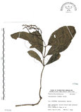 中文名:臺灣及己(S076206)學名:Chloranthus oldhami Solms.(S076206)