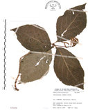 中文名:臺灣及己(S076208)學名:Chloranthus oldhami Solms.(S076208)