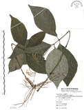 中文名:臺灣及己(S077503)學名:Chloranthus oldhami Solms.(S077503)
