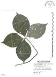 中文名:臺灣及己(S084246)學名:Chloranthus oldhami Solms.(S084246)