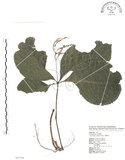 中文名:臺灣及己(S087546)學名:Chloranthus oldhami Solms.(S087546)