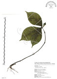 中文名:臺灣及己(S089174)學名:Chloranthus oldhami Solms.(S089174)