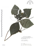 中文名:臺灣及己(S089946)學名:Chloranthus oldhami Solms.(S089946)