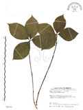 中文名:臺灣及己(S090199)學名:Chloranthus oldhami Solms.(S090199)