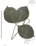 中文名:臺灣及己(S091910)學名:Chloranthus oldhami Solms.(S091910)