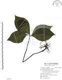 中文名:臺灣及己(S092589)學名:Chloranthus oldhami Solms.(S092589)