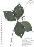 中文名:臺灣及己(S092701)學名:Chloranthus oldhami Solms.(S092701)