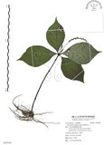 中文名:臺灣及己(S092940)學名:Chloranthus oldhami Solms.(S092940)