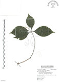 中文名:臺灣及己(S094504)學名:Chloranthus oldhami Solms.(S094504)