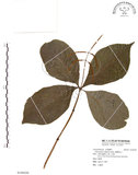 中文名:臺灣及己(S108430)學名:Chloranthus oldhami Solms.(S108430)