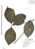 中文名:臺灣及己(S108432)學名:Chloranthus oldhami Solms.(S108432)