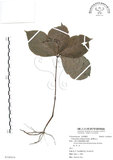 中文名:臺灣及己(S108434)學名:Chloranthus oldhami Solms.(S108434)