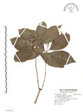 中文名:臺灣及己(S108435)學名:Chloranthus oldhami Solms.(S108435)