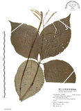 中文名:臺灣及己(S108436)學名:Chloranthus oldhami Solms.(S108436)