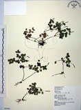 中文名:小椒草(S063641)學名:Peperomia reflexa (L. f.) A. Dietr.(S063641)