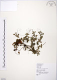 中文名:小椒草(S065394)學名:Peperomia reflexa (L. f.) A. Dietr.(S065394)