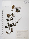 中文名:小椒草(S067273)學名:Peperomia reflexa (L. f.) A. Dietr.(S067273)