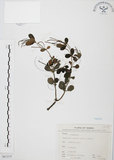 中文名:小椒草(S067275)學名:Peperomia reflexa (L. f.) A. Dietr.(S067275)