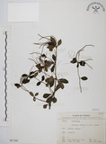 中文名:小椒草(S067280)學名:Peperomia reflexa (L. f.) A. Dietr.(S067280)