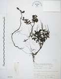 中文名:小椒草(S067424)學名:Peperomia reflexa (L. f.) A. Dietr.(S067424)