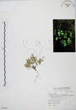 中文名:小椒草(S070141)學名:Peperomia reflexa (L. f.) A. Dietr.(S070141)