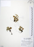 中文名:小椒草(S072686)學名:Peperomia reflexa (L. f.) A. Dietr.(S072686)