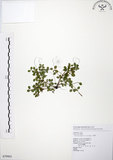 中文名:小椒草(S079903)學名:Peperomia reflexa (L. f.) A. Dietr.(S079903)