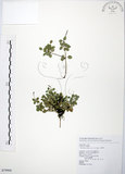 中文名:小椒草(S079906)學名:Peperomia reflexa (L. f.) A. Dietr.(S079906)