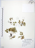 中文名:小椒草(S082291)學名:Peperomia reflexa (L. f.) A. Dietr.(S082291)