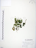 中文名:小椒草(S095617)學名:Peperomia reflexa (L. f.) A. Dietr.(S095617)