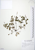 中文名:小椒草(S108445)學名:Peperomia reflexa (L. f.) A. Dietr.(S108445)