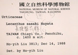 中文名:長梗盤花麻(S000498)學名:Lecanthus peduncularis (Wall. ex Royle) Wedd.(S000498)