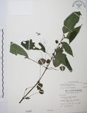 中文名:長梗盤花麻(S000498)學名:Lecanthus peduncularis (Wall. ex Royle) Wedd.(S000498)